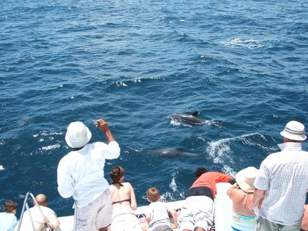 First Impression Dolphin tour